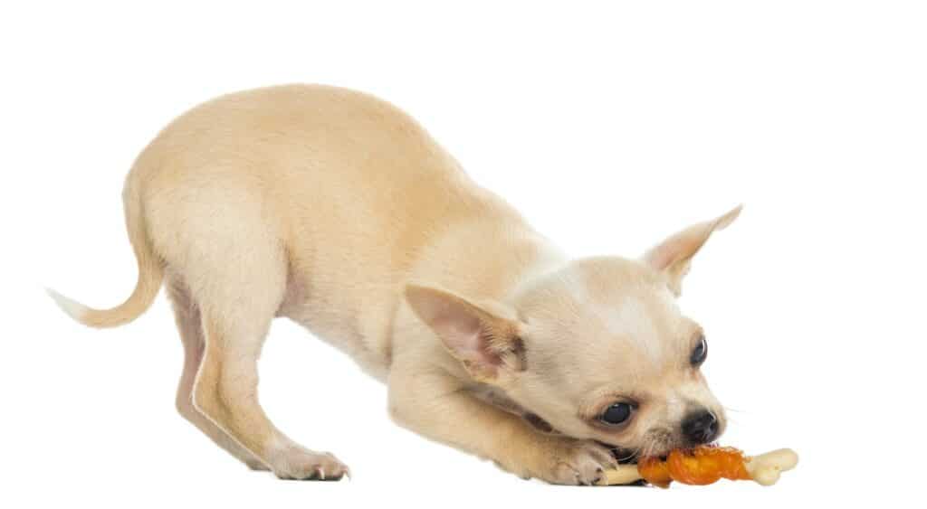 Chihuahua puppy eating a bone, bottom up, isolated on white